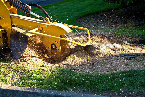 Trusted Reserve, LA Tree Removal Experts