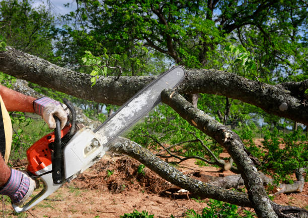 How Our Tree Care Process Works  in  Reserve, LA